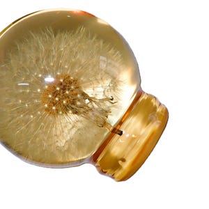 Op de afbeelding: Een bolvormige glazen presse-papier met een warme amberkleurige tint, bevattende een geconserveerde witte paardenbloemzaadkop. Het object heeft een gladde, ronde bovenkant en een licht afgeplatte, cirkelvormige basis, die de delicate, vederachtige structuur van de plant toont die in het heldere, goudkleurige materiaal is opgehangen.