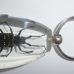 May include: A clear resin keychain featuring a preserved black beetle with white spots embedded inside. The beetle has long antennae and six legs visible through the transparent material. A silver-toned metal split ring is attached to the side.