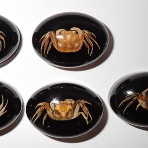 May include: Five black oval-shaped resin paperweights, each containing a preserved small crab. The crabs are facing the camera and have brown and white markings.