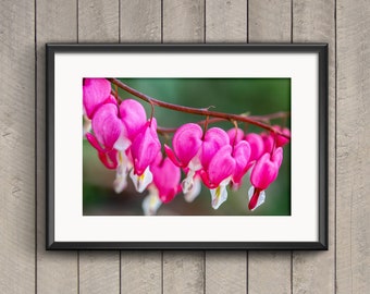 Pink Hearts, Dicentra, England, Fine Art Photograph by SarahFrippMorris, Unframed