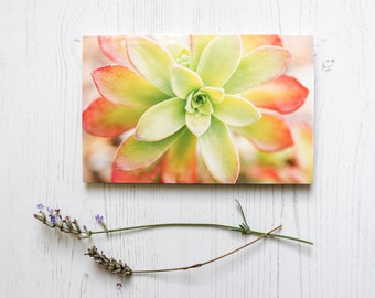 Tropical Succulent Blank Greeting Card, Fine Art Photograph by SarahFrippMorris