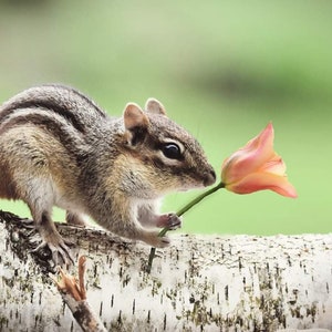 Chipmunk Pastel Drawing, Original Chipmunk Art, Small Animal Decor, Chipmunk Holding Tulip image 5