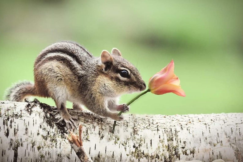 Chipmunk Pastel Drawing, Original Chipmunk Art, Small Animal Decor, Chipmunk Holding Tulip image 5