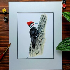 Woodpecker Watercolor Print, Pileated Woodpecker Painting, Limited Edition