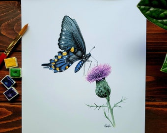 Pipevine Swallowtail Butterfly Watercolor Print