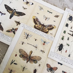 Insects- Etchings of Moths, Butterflies and Insects - Rare and Beautiful Entomology Hand-tinted and Annotated