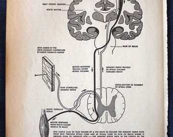 Path of Sensory Nerve//1960 Medical Print// Vintage//Human Anatomy//Physician Gift//Medical Book Illustration//Neuritis//Brain//Cortex
