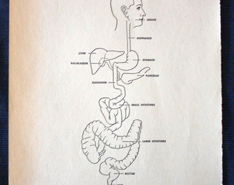 Alimentary (Digestive) Tract with Associated Glands//1960 Medical Print// Vintage//Human Anatomy//Physician Gift//Medical Book Illustration