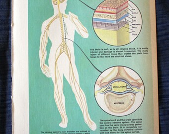 Nervous System//1960 Medical Print// Vintage//Physician Gift//Medical Book Illustration//Brain//Spinal Cord