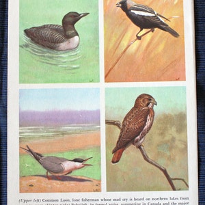 Loon, Bobolink, Tern and Red-Tailed Hawk or Cedar Waxwing, Eastern Brown Pelican, Chimney Swift & American Magpie Print//1954//Vintage