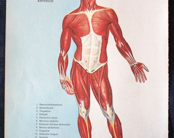 Muscular System Anterior View//1960 Medical Print// Vintage//Human Anatomy//Physician Gift//Medical Book Illustration//Deltoid