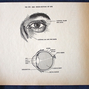 Könnte beinhalten: Eine Schwarzweißillustration des menschlichen Auges und eines Querschnitts durch das Auge. Die Illustration zeigt die verschiedenen Teile des Auges, darunter Iris, Pupille, Hornhaut, Linse, Bindehaut, Lederhaut, Aderhaut, Netzhaut, Sehnerv, Glaskörper und Augenmuskel.