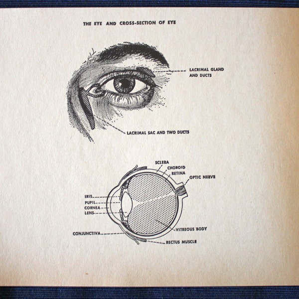 The Eye with Cross-Section//1960 Medical Print// Vintage//Human Anatomy/Physician Gift/Medical Book Illustration/Optometrist/Ophthalmologist