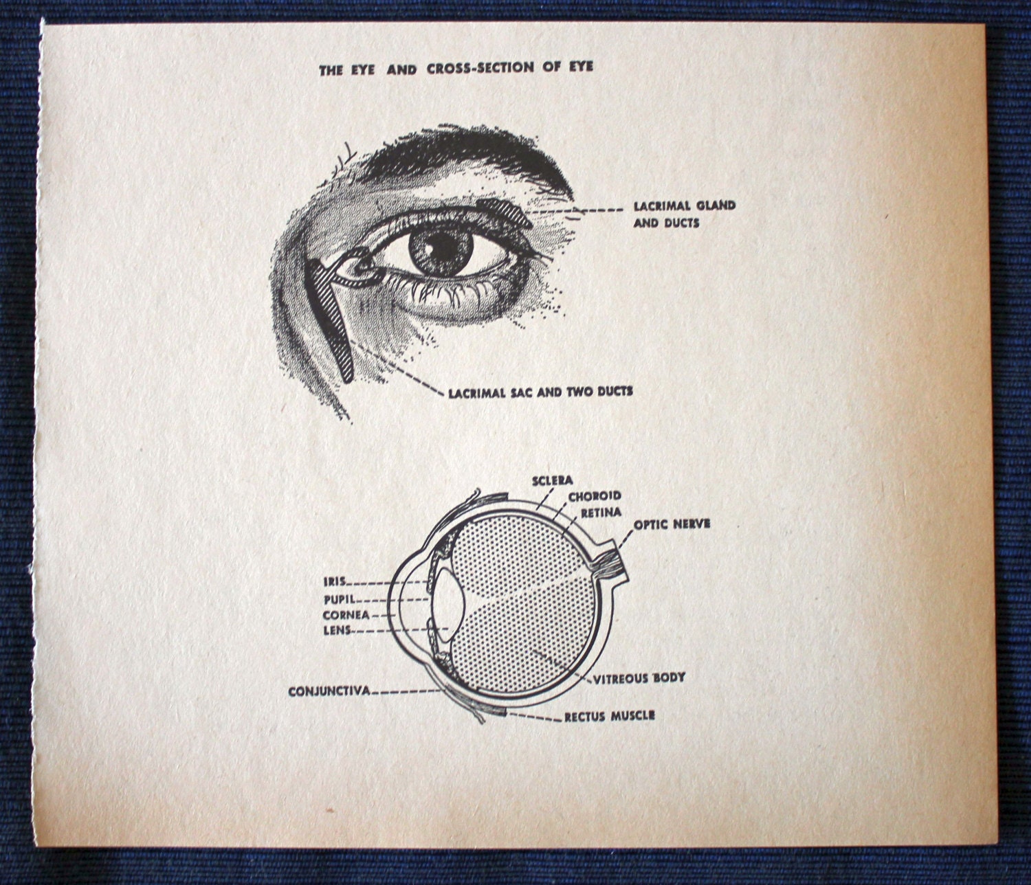 The Eye with Cross-Section//1960 Medical Print// Vintage//Human Anatomy/Physician Gift/Medical Book Illustration/Optometrist/Ophthalmologist