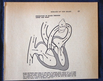 Circulation of the Blood Through Lungs & Heart//1960 Medical Print// Vintage//Human Anatomy//Physician Gift//Medical Book Illustration