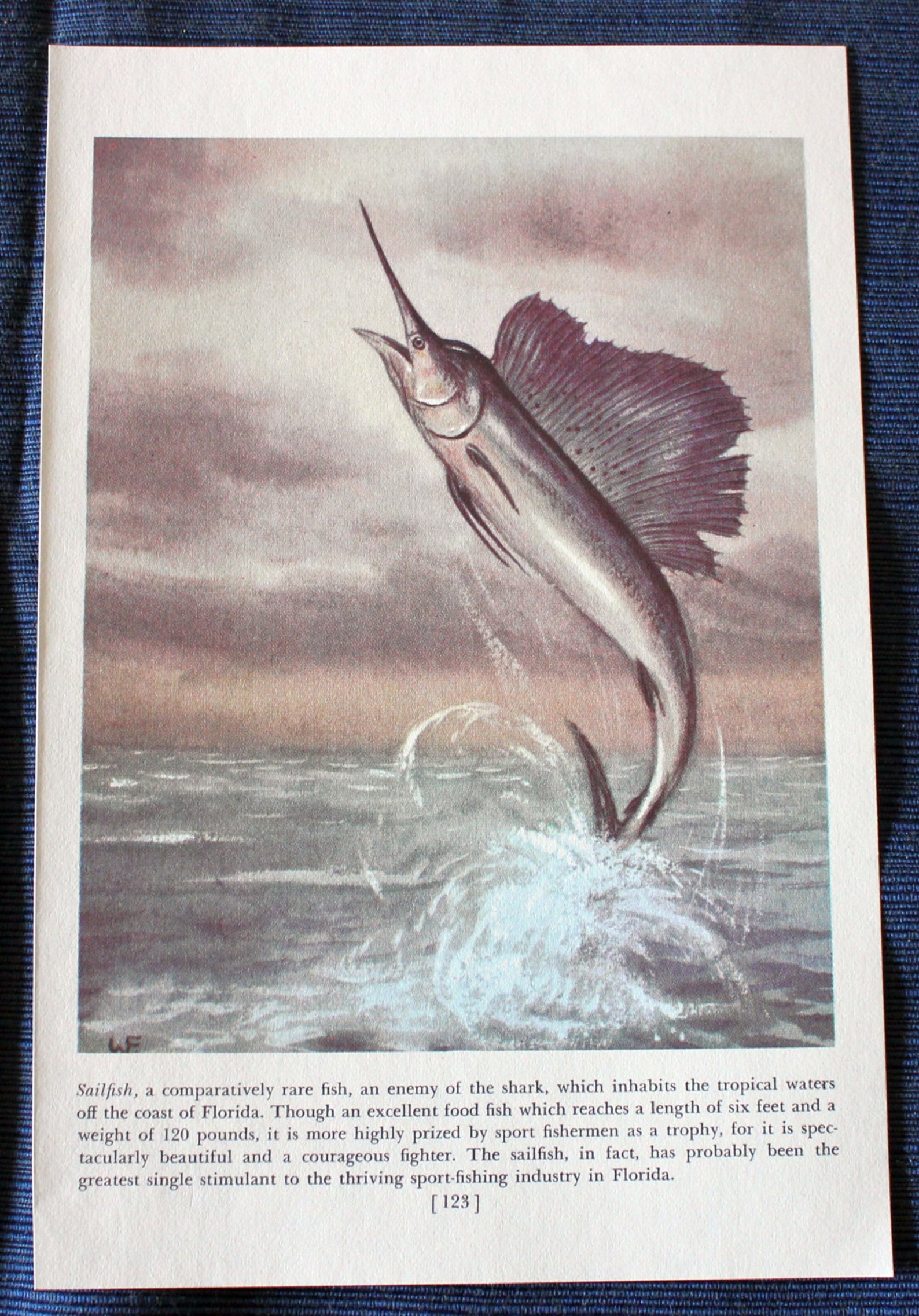Sailfish or Mackerel Atlantic Salmon Herring & Smelt Etsy