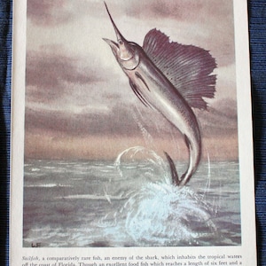 Sailfish or Mackerel, Atlantic Salmon, Herring & Smelt Print//1954 Hammond&#39;s Illustrated Nature Book of America//Animal Print//Vintage