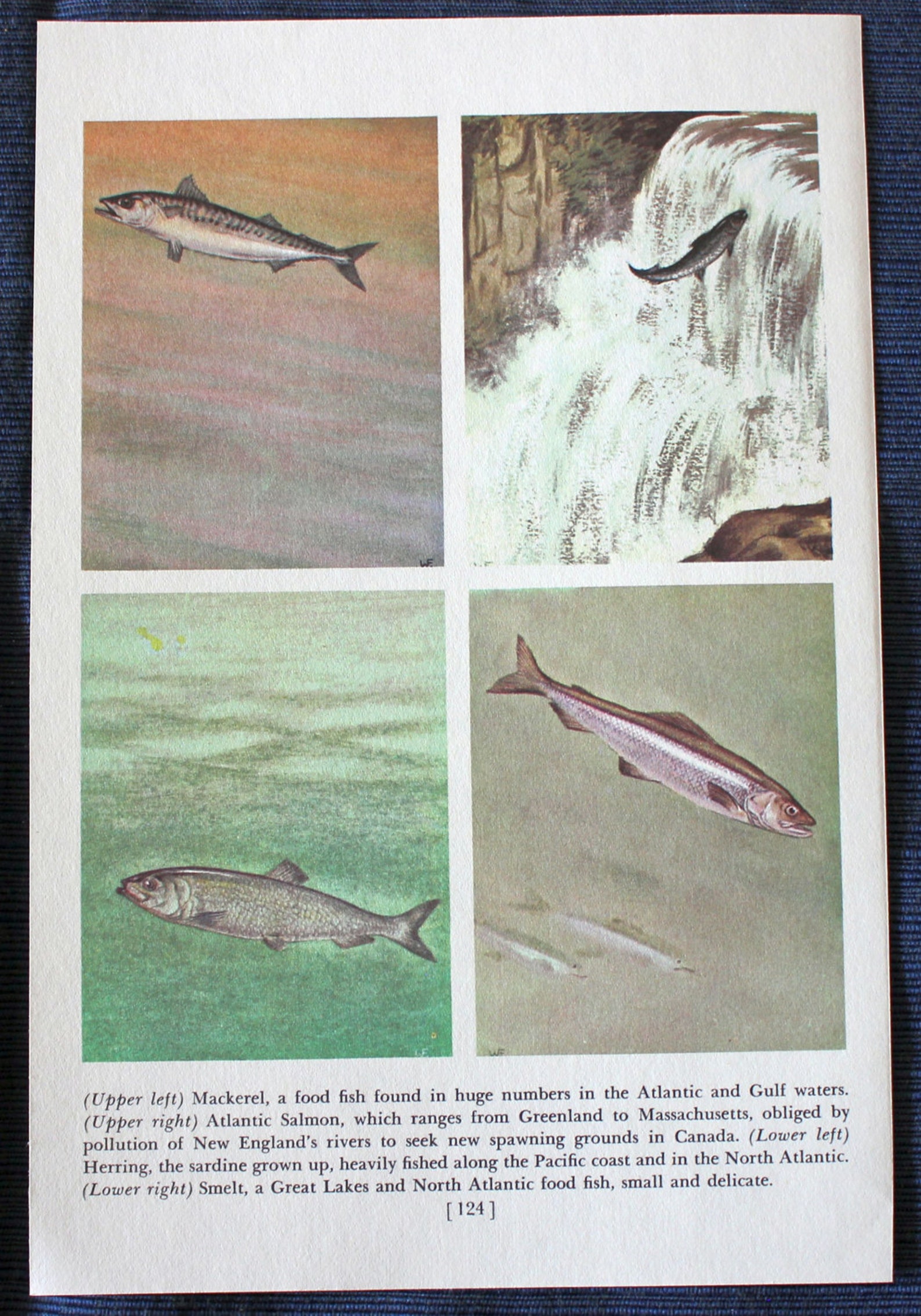 Sailfish or Mackerel Atlantic Salmon Herring & Smelt Etsy