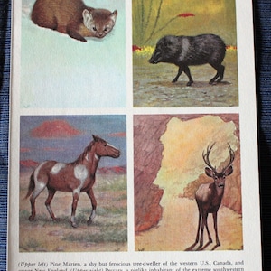 Pine Marten, Peccary, Mustang and Mule Deer or Red Fox, Common Skunk, Walrus & Grizzly Bear Print//1954 Illustrated Nature Book//Vintage