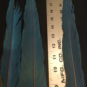 3 blue & gold Macaw tail/wing feathers for crafting pow how Naturally Molted and Domestically owned Hybrid Parrot Bird