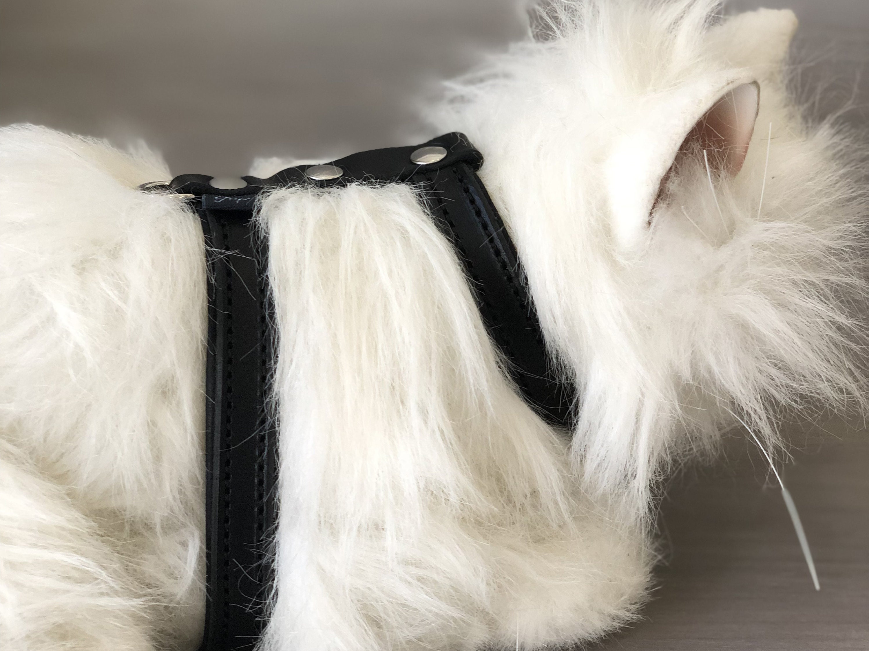 Cat Harness in Black Leather Soft Padded Cat Harness Etsy