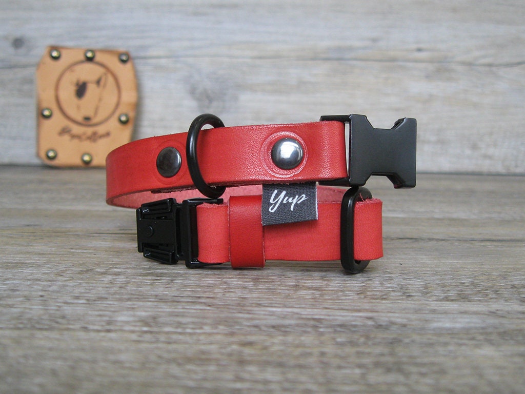 breakaway dog collar