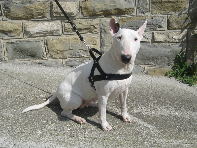 Dog Harness in Black Leather Optional FREE ID Tag Adjustable Etsy