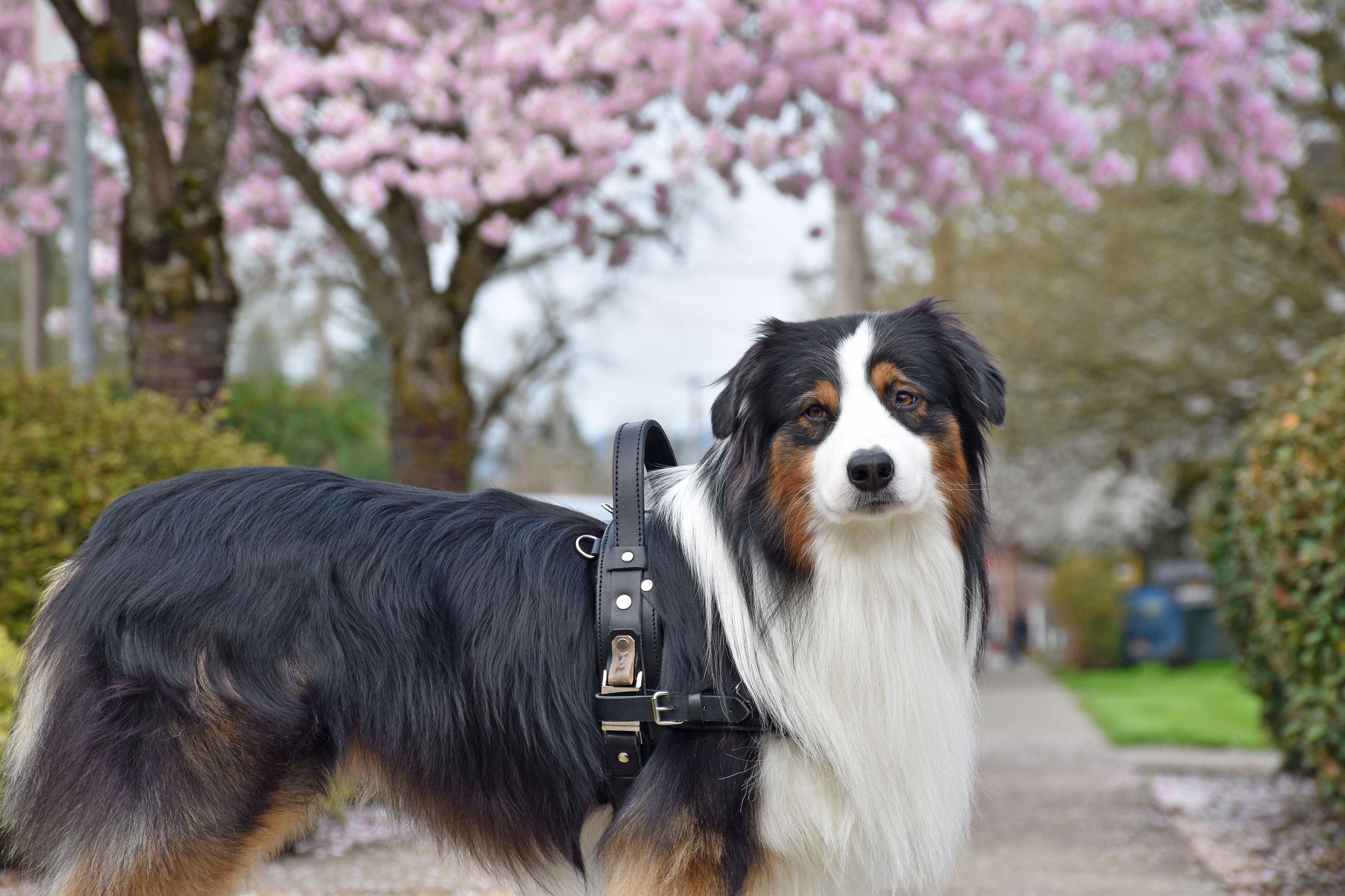 Service Dog Harness, Black Leather Service Harness, Full Adjustable