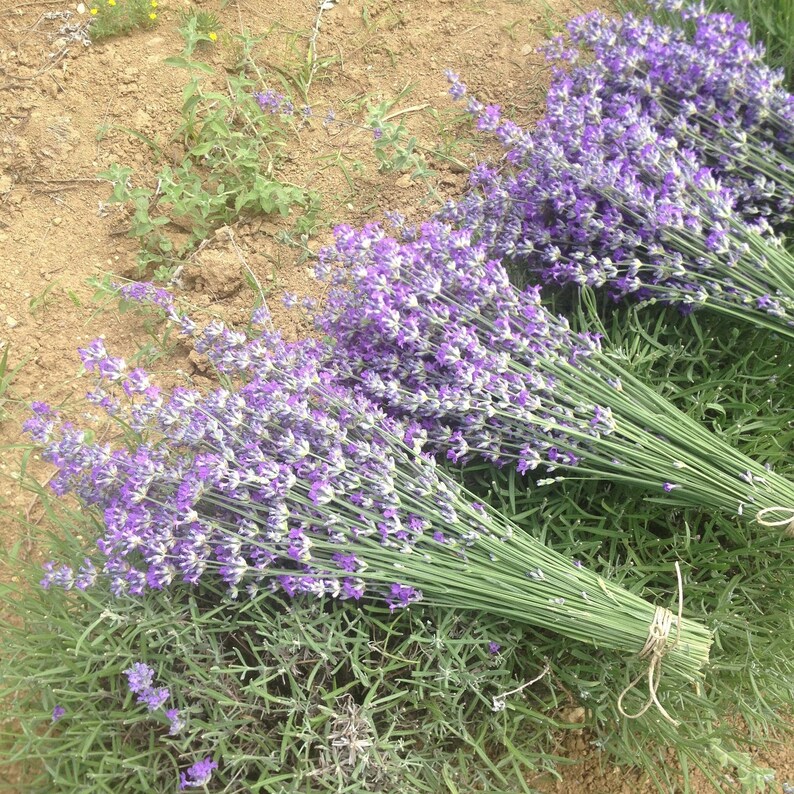 Edible organic dried lavender flowers Greek herbs Natural
