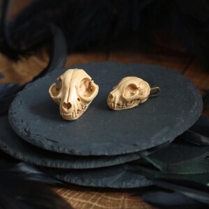 May include: Two small, cream-colored animal skulls on a black slate surface. The larger skull has a more detailed facial structure, while the smaller skull has a more rounded shape.