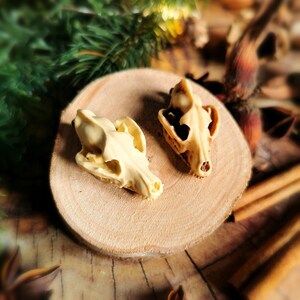 May include: Two small, cream-colored animal skulls on a wooden surface. The skulls are detailed and realistic, with visible teeth and eye sockets.