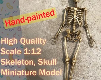Skeleton Skull Miniature Model for Dioramas & Art Projects, Action Figure, Hand-painted Scale 1:12. High Quality Halloween props.