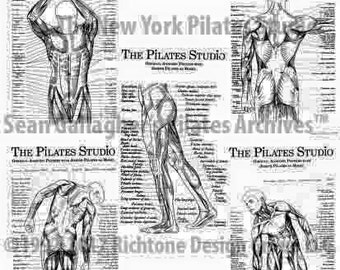 Pilates Anatomy Poster Set