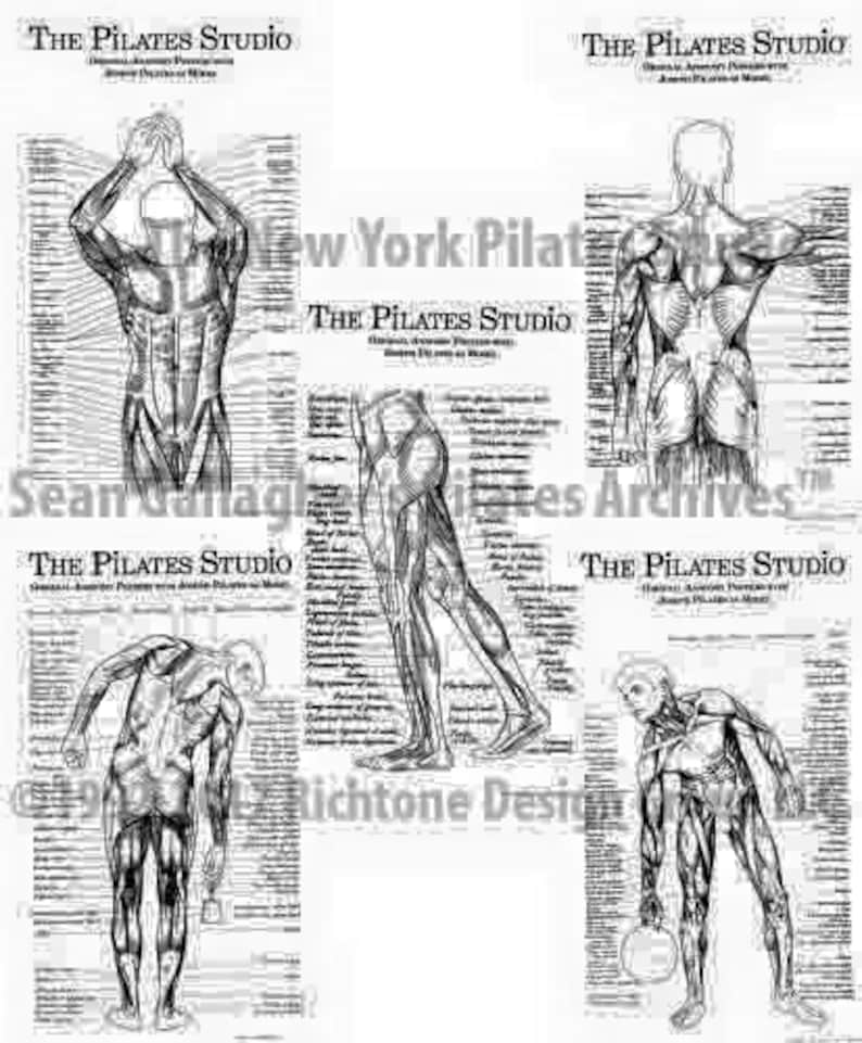 May include: Three black and white anatomical illustrations of the human body, showing the muscles of the back, front, and side. The illustrations are labeled with the names of the muscles. The text "The Pilates Studio" appears at the top of each illustration.