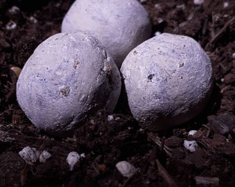 Natural Earth Clay Wildflower Seed Bombs