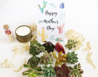 Mother's Day Rosette Succulent Cuttings Gift Box