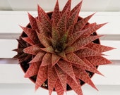 RARE Beautiful Red Gasteria Aloe