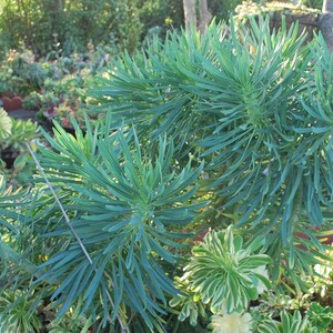 RARE Senecio Kleinia neriifolia image 4