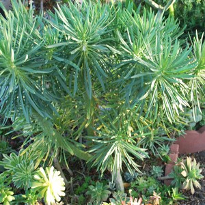 RARE Senecio Kleinia neriifolia image 3