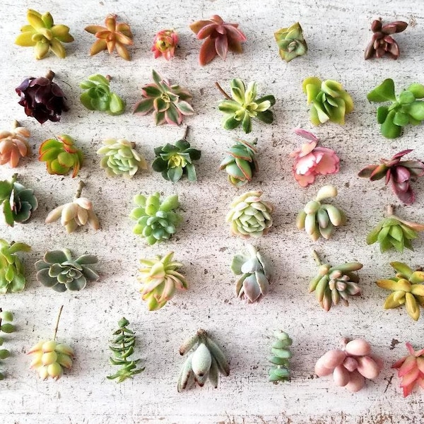 Beautiful Mini Rosette Succulents