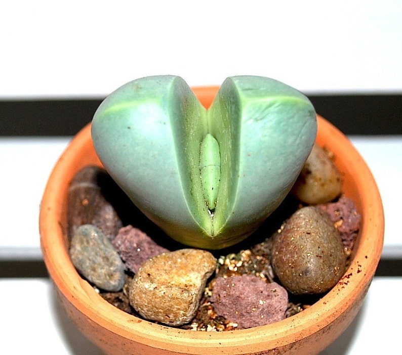 Lithop Argyroderma Living Stone Plant