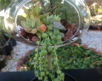 Hanging Glass Terrarium Kit DIY with Live Succulents & Stand