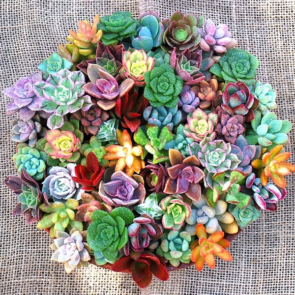 Rosette Succulent Cuttings Collection