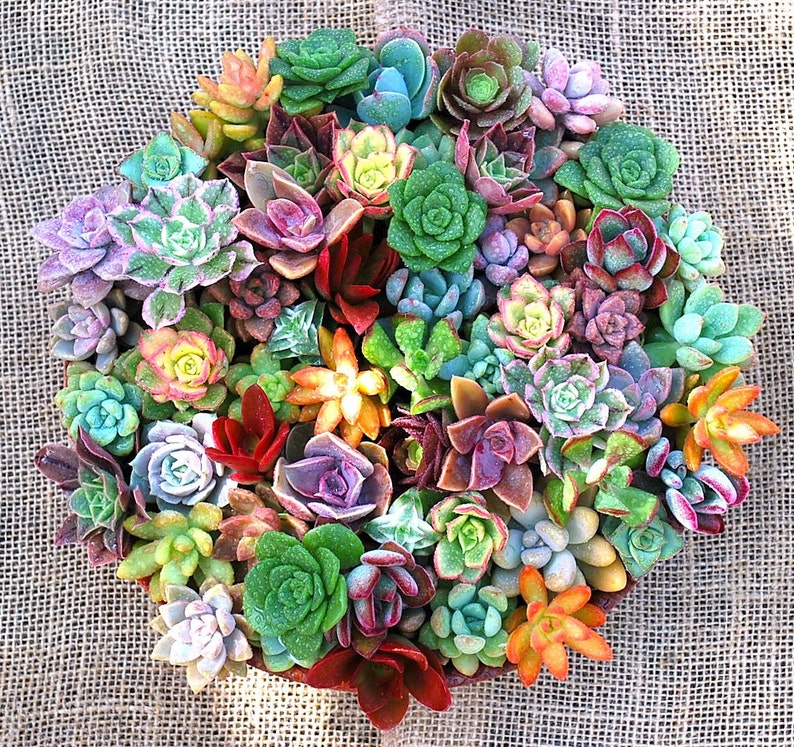 Rosette Succulent Cuttings Collection