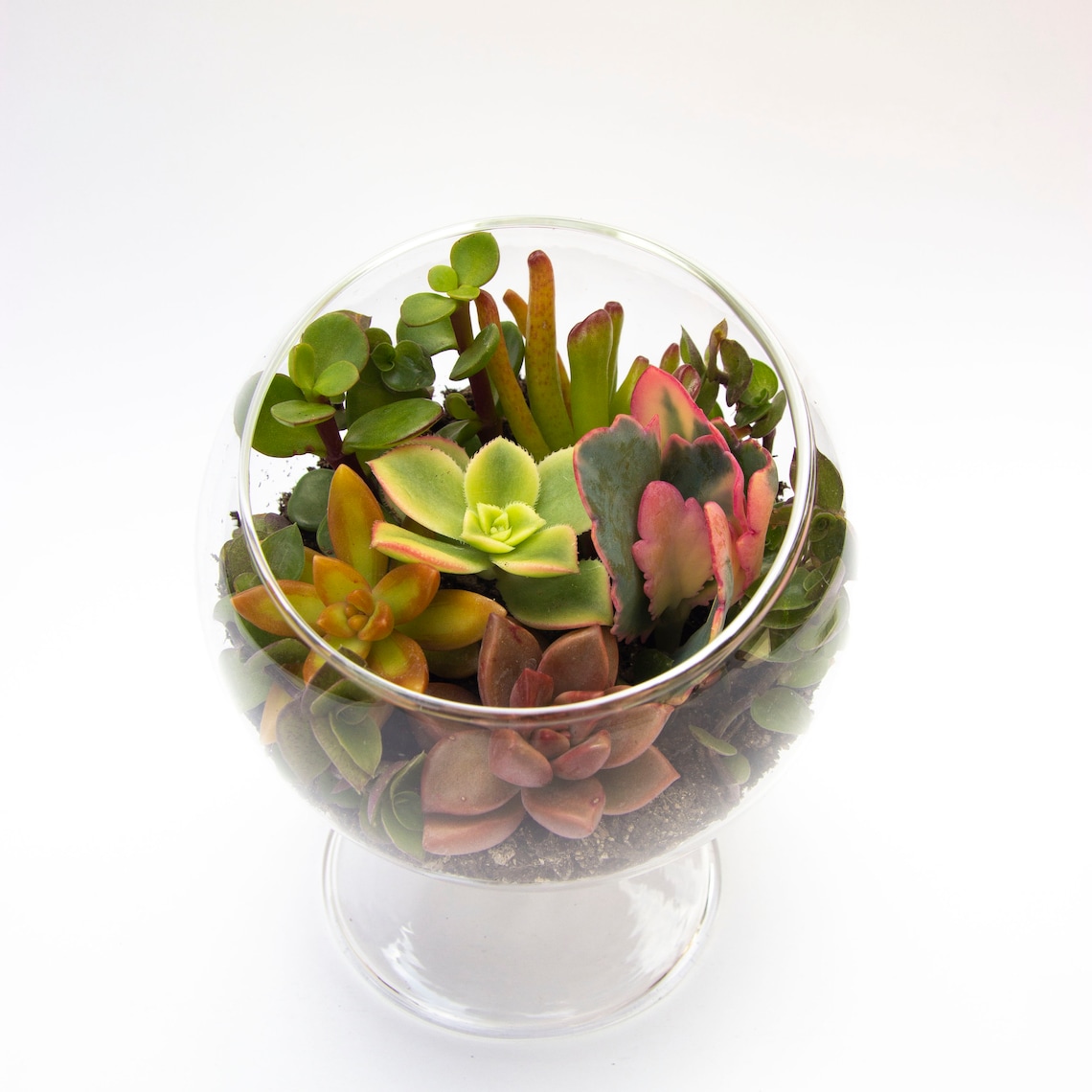 best succulents for terrariums , Succulents Terrarium Kit Glass Globe with Pedestal DIY image 2