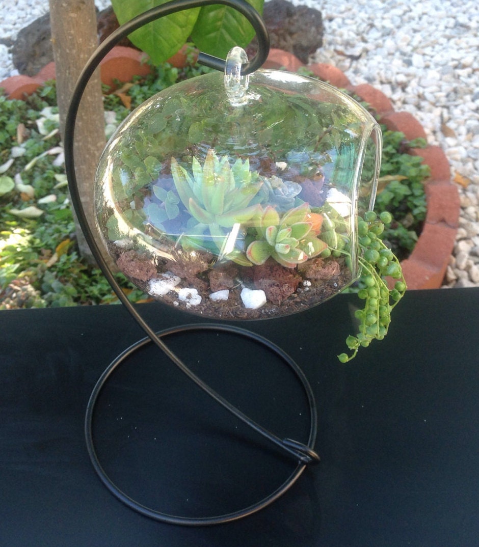 Hanging Glass Terrarium Kit DIY With Live Succulents & Stand Etsy