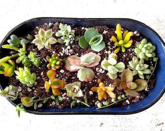 30 Assorted Mini Succulent Cuttings