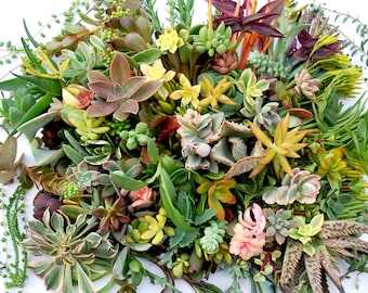 225 Succulent Cuttings with over 80 Varieties