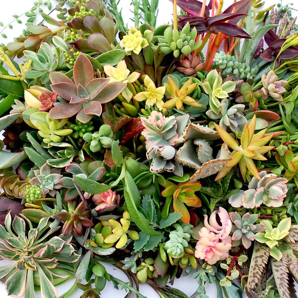 225 Succulent Cuttings with over 80 Varieties