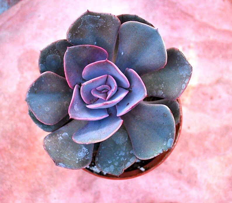 Echeveria Dusty Rose | Etsy
